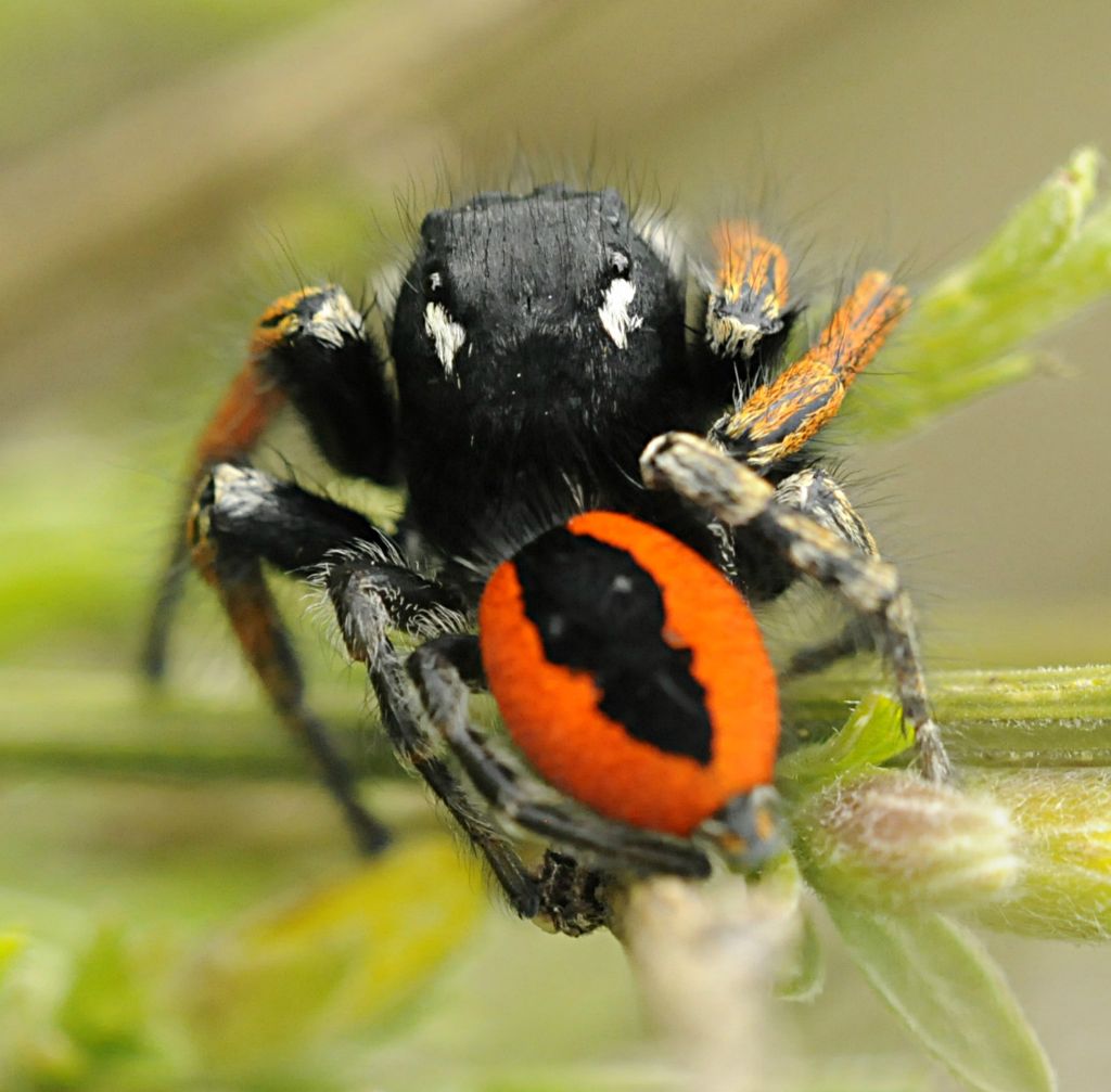 Philaeus chrysops - Bagnasco (CN)